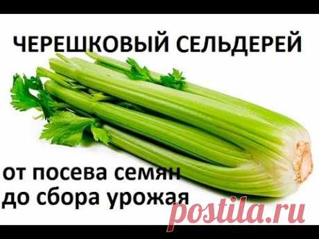 Черешковый сельдерей от посева семян до сбора урожая.