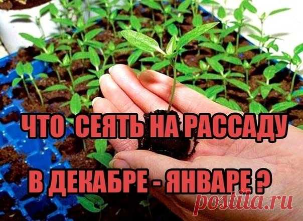 ..ЧТО НУЖНО СЕЯТЬ НА РАССАДУ В ДЕКАБРЕ-ЯНВАРЕ ? 

Многие подумают, ну какая рассада может быть, если зима только началась? Действительно, самыми первыми высевают перцы и баклажаны в феврале. Но уже сейчас самое время для посева 
читать полностью ...