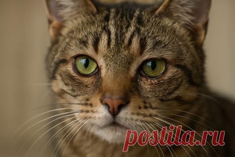 👁️ Слезятся глаза у вашей кошки? Узнайте, когда это безопасно, а когда пора к ветеринару. 

#уходзакошкой #ветеринария 
Изображение от ChatGPT