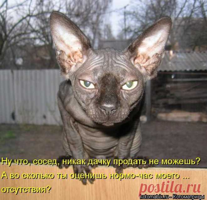 Веселая "котоматрица"