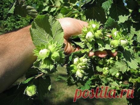 Как создать ореховый сад

Лещина и фундук – редкие гости на наших садовых участках. И это довольно странно, если учесть, сколько стоит один килограмм орехов. На участке в четыре сотки можно создать целый сад из фундуков, которые будут хорошо плодоносить.

О ПОЧВЕ

Фундук предпочитает легкие по механическому составу и богатые органикой почвы. Если земля на участке другая, то ее надо подкорректировать, добавив в посадочную яму песка и перегноя. Причем перегноя нужно сравните...