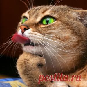 Приколы с кошками. Смотрим и заряжаемся позитивом!)))