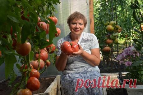 ГРАФИК ПОДКОРМОК ТОМАТНОЙ РАССАДЫ
Многие считают, что томатный куст — это как пластилин, что ТЕБЕ надо, то ты и слепишь из него. Надо смотреть по кусту — он сам подскажет, что ему нужно. Поэтому мы начинаем «лепить» свои томаты еще в рассаде. 
1-я подкормка — на третьи сутки после того, как сеянцы полностью развернули семядольные листики: 1 л. воды 2 гр. кальциевой селитры
2-я подкормка — через 7 дней от первой: Энерген развести до цвета слабого чая
3-я подкормка — появили...