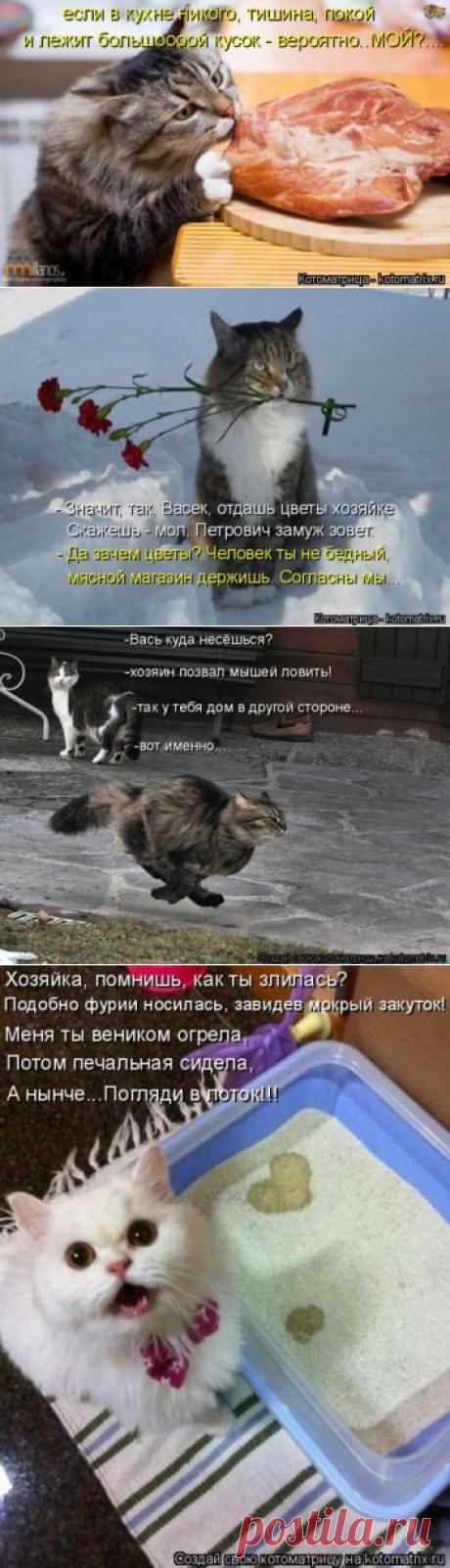 Котоматрица / Болталка / Юмор