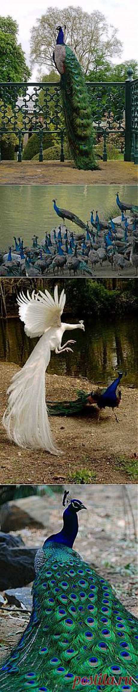 Peacock | For the birds