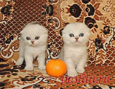 Котята породы шотландская вислоухая шиншиллового окраса.