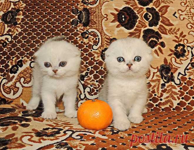 Котята породы шотландская вислоухая шиншиллового окраса.