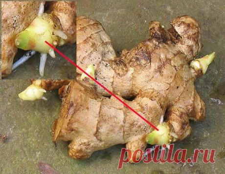 ВОТ ТАК МОЖНО ИСПОЛЬЗОВАТЬ ЛАВРОВЫЙ ЛИСТ