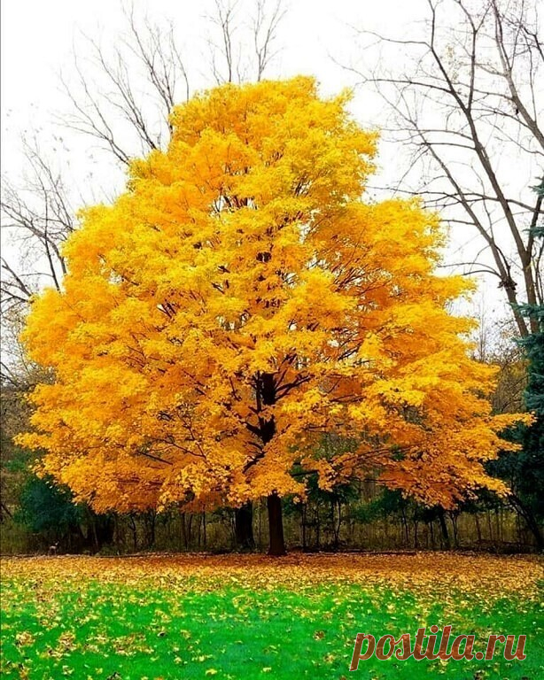 Волшебница природа.