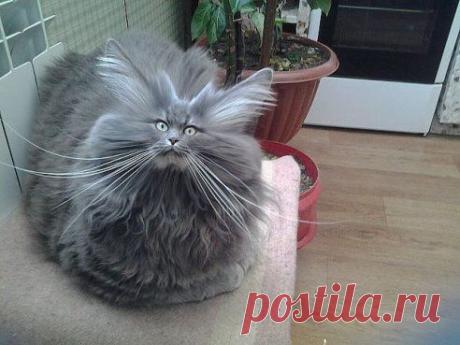 Станция юмора
ЁШКИН КОТ