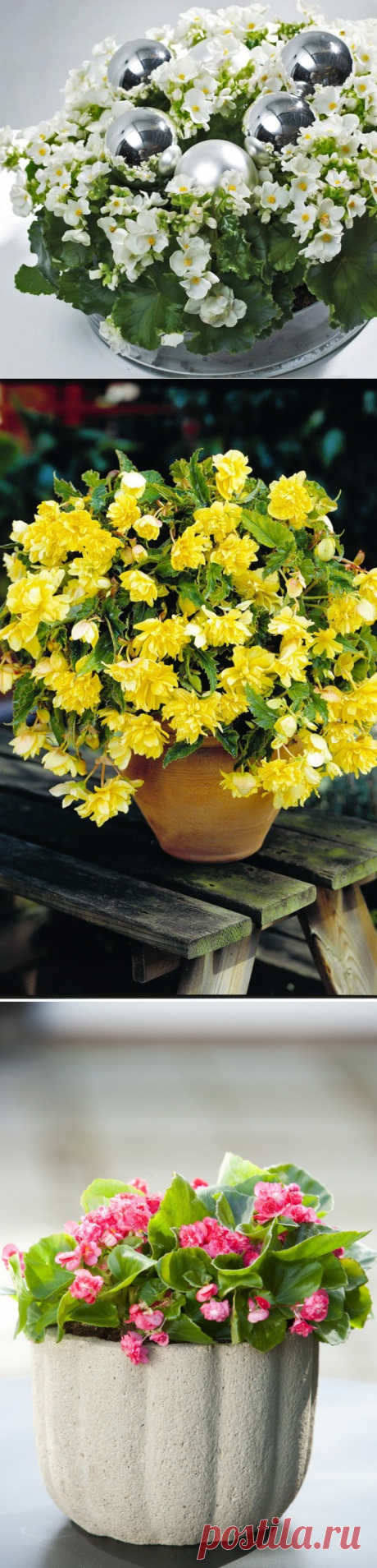 Красивоцветущие бегонии – неповторимое шоу