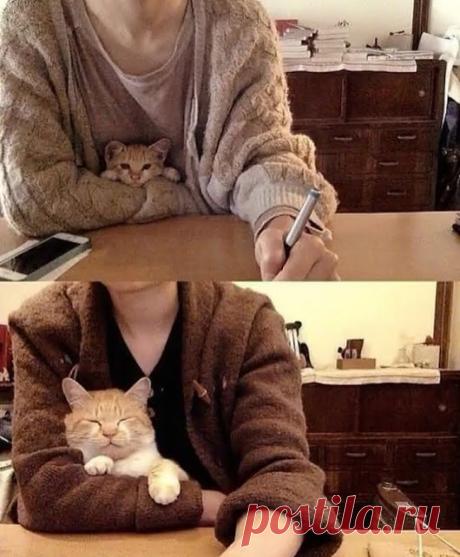 WOA Animal – Google+