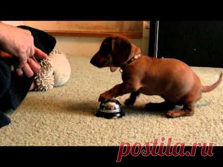 ▶ Maddie the 10 Week old Dachshund learning to ring a service bell! - YouTube