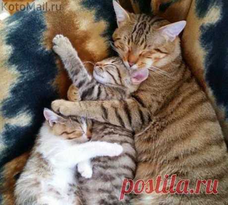 Кошки хорошие мамы