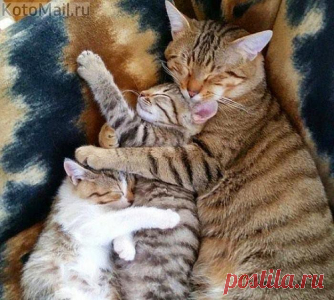 Кошки хорошие мамы