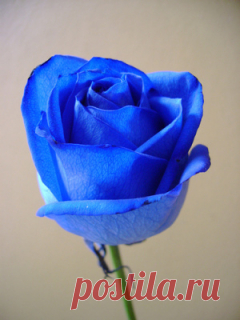 Стоит ли мечтать о синих розах? | Растения