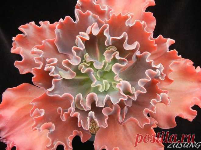 Сорт Echeveria