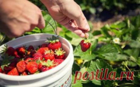 4 СУПЕР УДОБРЕНИЯ ДЛЯ КЛУБНИКИ