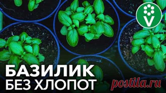 СЕЕМ БАЗИЛИК ПРАВИЛЬНО! БЕЗ СЕКРЕТОВ И ЗАМОРОЧЕК, простой и проверенный годами способ