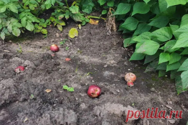 Как превратить падалицу яблок и груш в садовое золото: незаменимый помощник для вашего урожая. Многие садоводы не догадываются, что у них прямо под ногами лежит настоящая кладезь полезных веществ.
