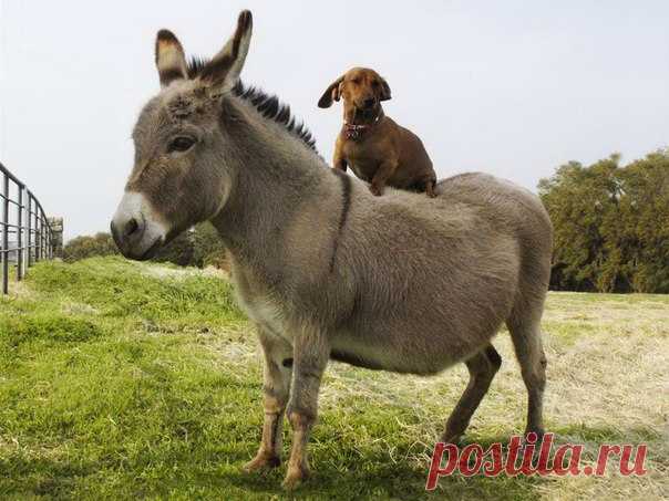 Одна неожиданность — это паника. Две одинаковых неожиданности подряд — признак стабильности.