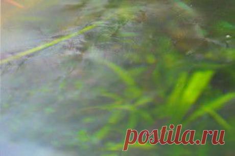 Пленка на поверхности воды | Начинающим аквариумистам