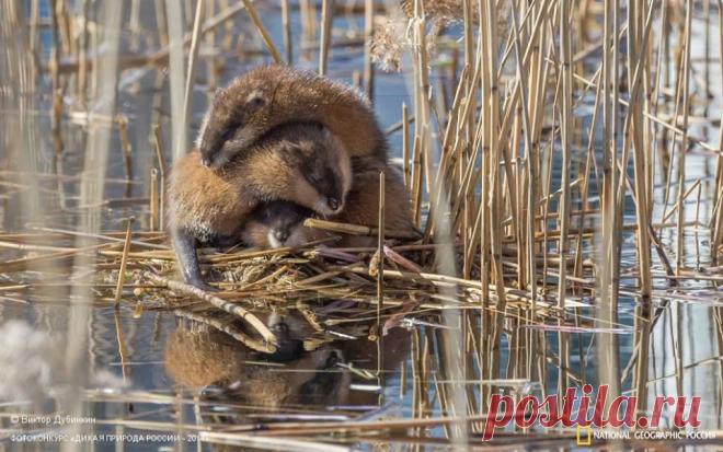 Facebook
Виктор Дубинкин, участник фотоконкурса «Дикая природа России»: «В первый по-настоящему тёплый день затянувшейся весны вышел поснимать лысух на озере Долгом, но вместо водоплавающих увидел это чудо. Семья ондатр грелась на весеннем солнце».