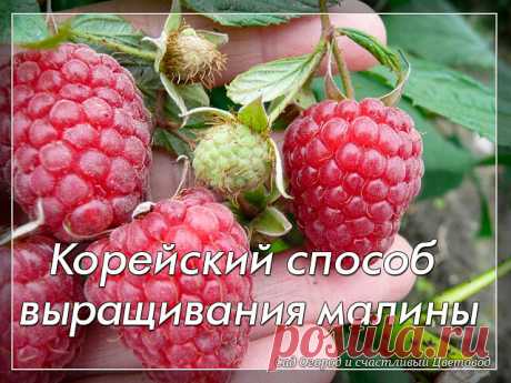 Корейский способ выращивания малины

Благодаря такому способу ягода стала крупнее и вкуснее, налилась лучше, чем обычно. Многие, кто следят за созреванием замечали, что растение становится более стойкое к заболеваниям. Как нам показалось, это обеспечивает не большое кол-во мочевины, которое нужно дать в начале весны. Она помогает быстро выгнать лиственную массу, сделать крепкой корневую систему. На лейку использовали спичечный коробок удобрения.

Суть метода: каждое растен...