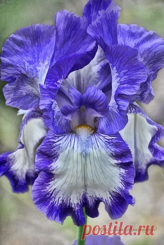 Iris | Flickr - Photo Sharing!