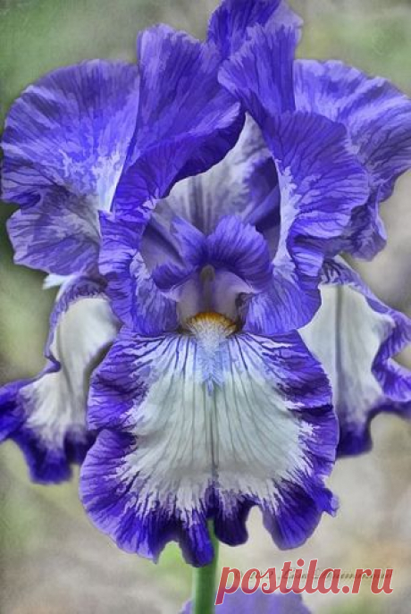 Iris | Flickr - Photo Sharing!