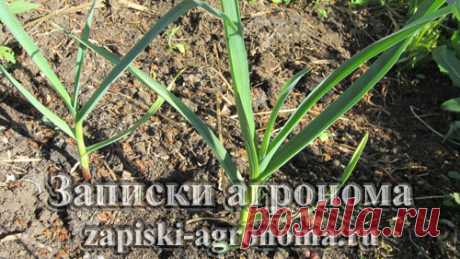 Особенности выращивания чеснока &amp;bull; zapiski-agronoma.ru