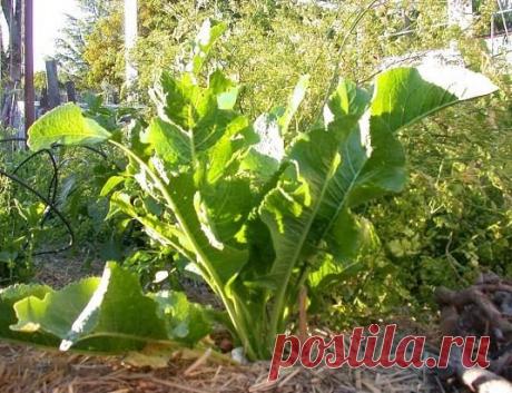 Как посадить хрен, чтобы не пришлось от него избавляться 
Хрен относится к многолетним растениям семейства крестоцветных. У него 
мощная ветвящаяся корневая система с большим количеством спящих почек. 
Корневища хрена способны проникать в почву на глубину до 2 метров. 
Спящие почки способны тронуться в рост практически с любой глубины. 
Именно благодаря такой невероятной живучести и мощной корневой системе 
хрен стал самым страшным сорняком на участке. Избавиться от хрена на 
огороде очень труд