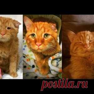 Она пришла в приют и забрала самого грустного кота. Тем, что было дальше, нельзя не восхищаться - МирТесен
