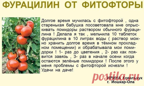 Дачный советник