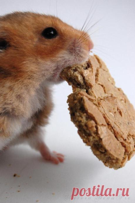 hamster