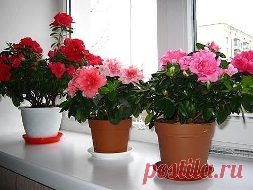 (90) Одноклассники