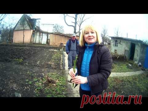 ПОСАДКА РОЗ ПОД ЛОМИК ! - Яндекс.Видео