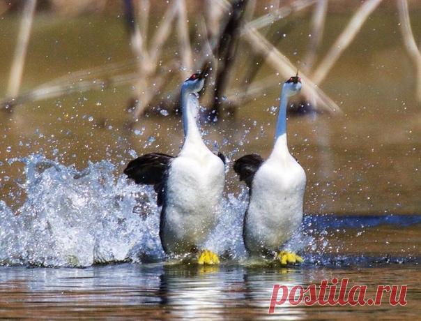 Танцы на воде