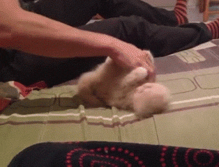 Котэ беснуется
