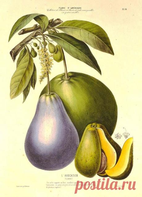 Найдено на сайте sciweb.nybg.org.