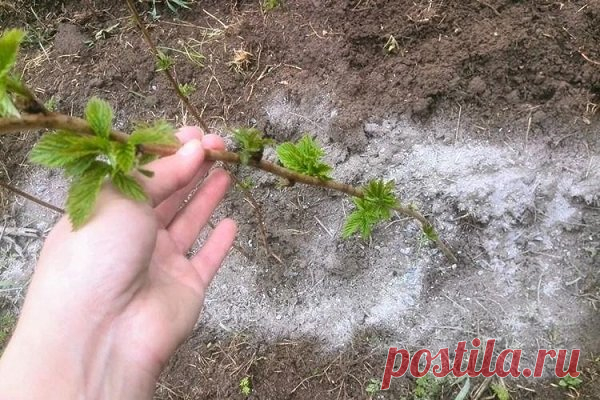 Малина сохнет: причины, симптомы, лечение и профилактика