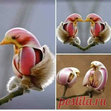 Магнолия Лилифлора