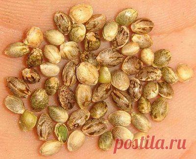 Семена конопли - законы РФ. - Blog