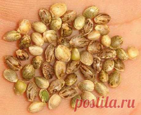 Семена конопли - законы РФ. - Blog