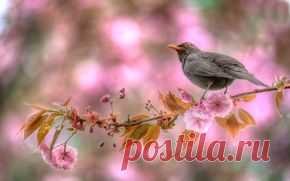 Природа обои на рабочий стол - страница 280