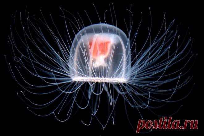 Долгожители планеты.