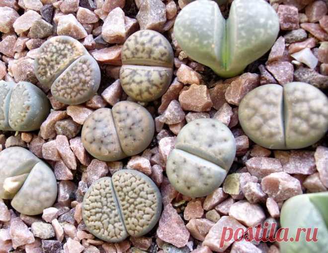 «Живые камни» — литопсы, настоящее чудо природы