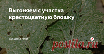 Выгоняем с участка крестоцветную блошку Листья капусты и редиса стали похожи на ажурные блинчики в дырочку? На ваш урожай покушается крестоцветная блошка. Если вовремя не принять меры по ее уничтожению, вы рискуете остаться без овощей.
Для начала удалите с участка все сорняки семейства крестоцветных, такие как пастушья сумка и сурепка. Блошка может селиться на них, даже если вы обработаете овощи, она попросту сменит «место жительства».
