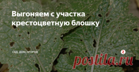 Выгоняем с участка крестоцветную блошку Листья капусты и редиса стали похожи на ажурные блинчики в дырочку? На ваш урожай покушается крестоцветная блошка. Если вовремя не принять меры по ее уничтожению, вы рискуете остаться без овощей.
Для начала удалите с участка все сорняки семейства крестоцветных, такие как пастушья сумка и сурепка. Блошка может селиться на них, даже если вы обработаете овощи, она попросту сменит «место жительства».
