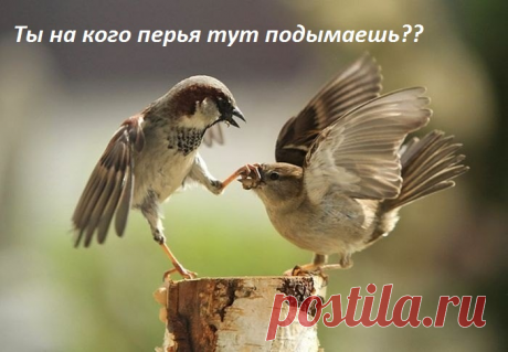 на кого перья подымаешь?